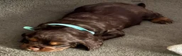 Cocker Spaniel dogs for sale: KC chocolate and tan working cocker spaniel - Advert 3