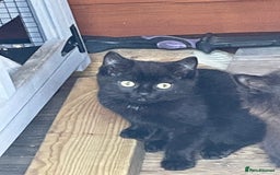 Mixed Breed cats for sale: Ready for forever homes NOW - Image 15