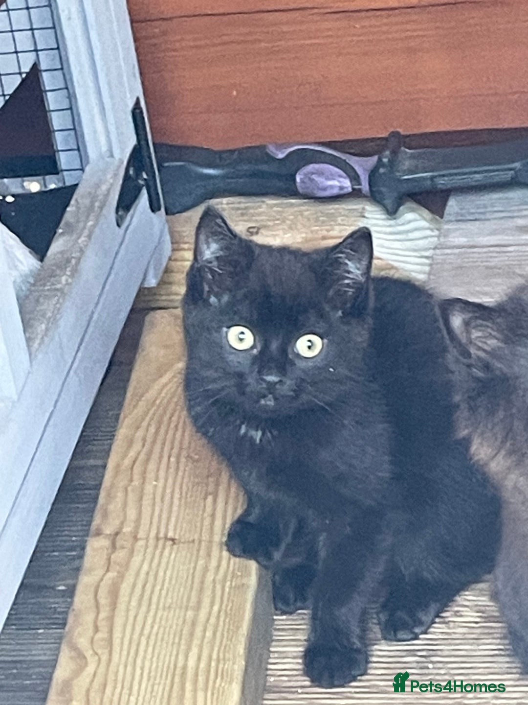 Mixed Breed cats for sale: Ready for forever homes NOW - Image 15