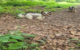 Biewer Terrier dogs for sale: Pure Biewer Girl looking for forever home - Advert 4