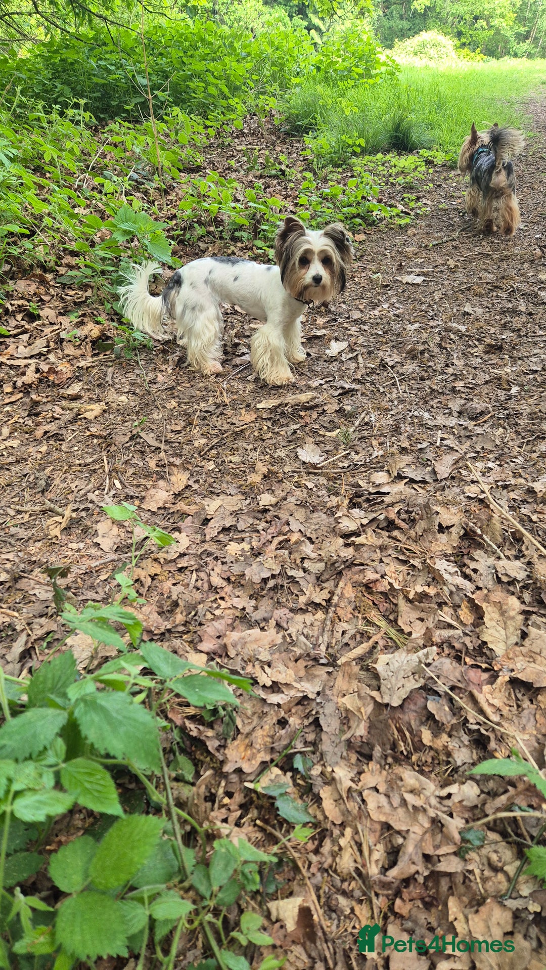 Biewer Terrier dogs for sale: Pure Biewer Girl looking for forever home - Advert 4