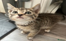 Mixed Breed cats for sale: Pixie bob mixed kittens - Image 10