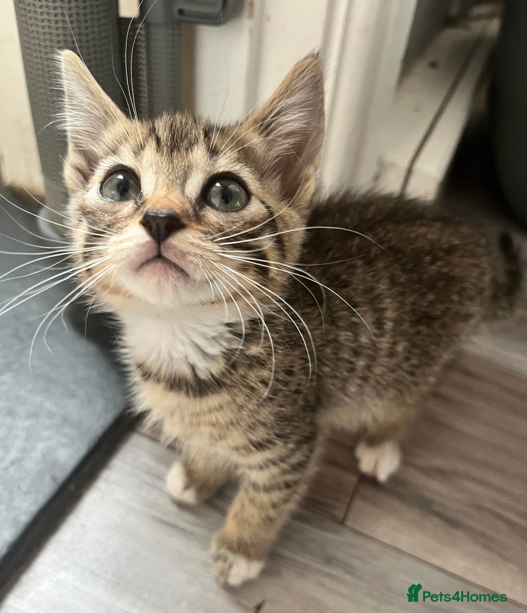 Mixed Breed cats for sale: Pixie bob mixed kittens - Image 10