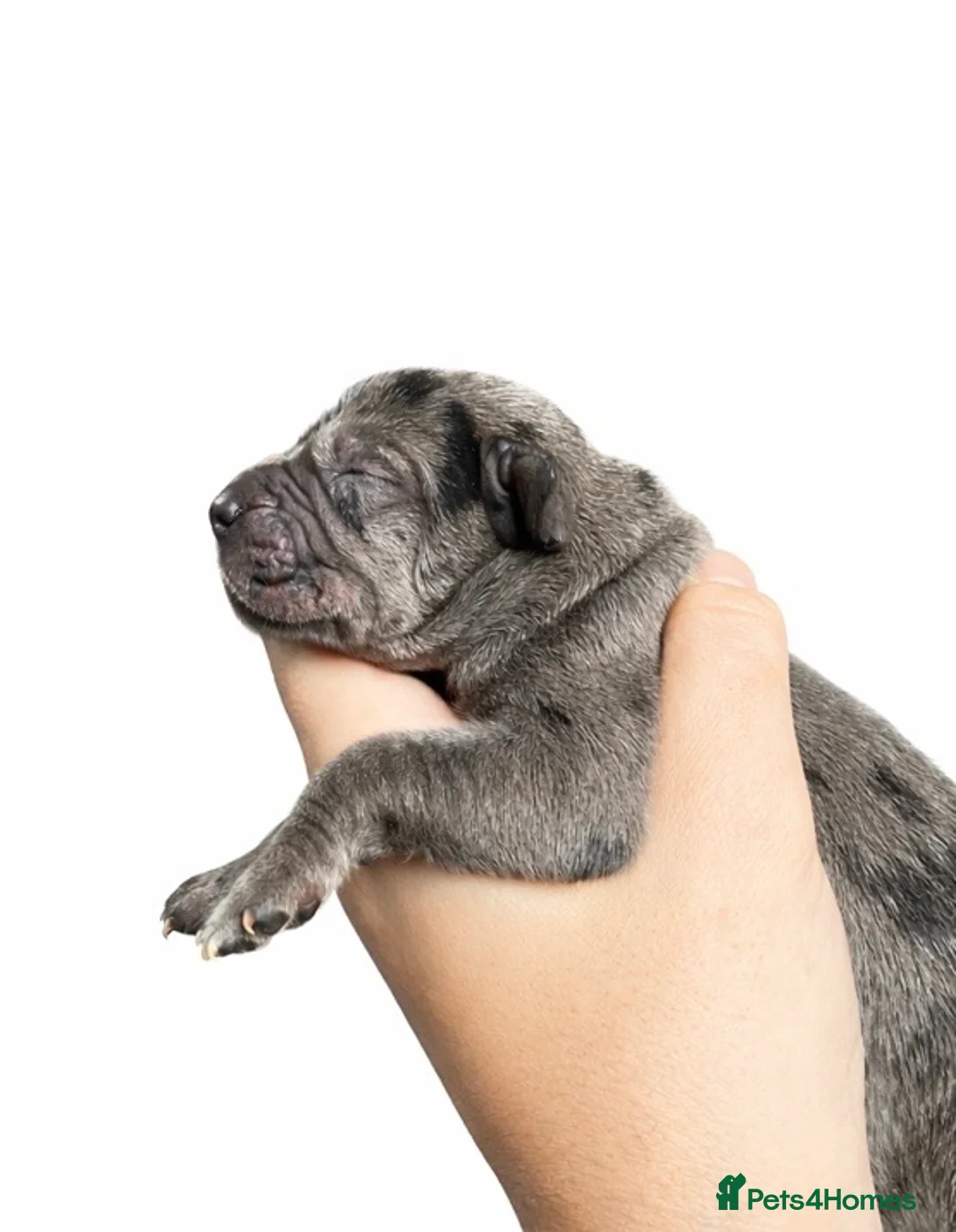 Mixed Breed dogs for sale: Daniffs (Great Dane  ** tiff) - Advert 8