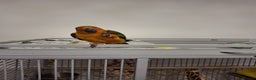 Conures birds for sale: Mango Conure - Advert 11