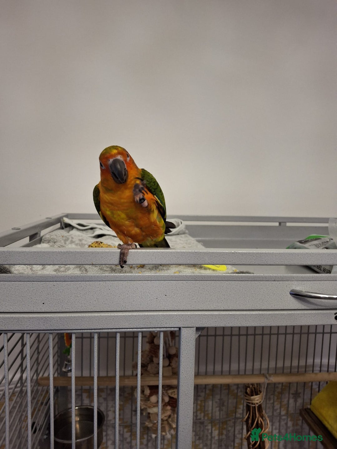 Conures birds for sale: Mango Conure - Advert 11