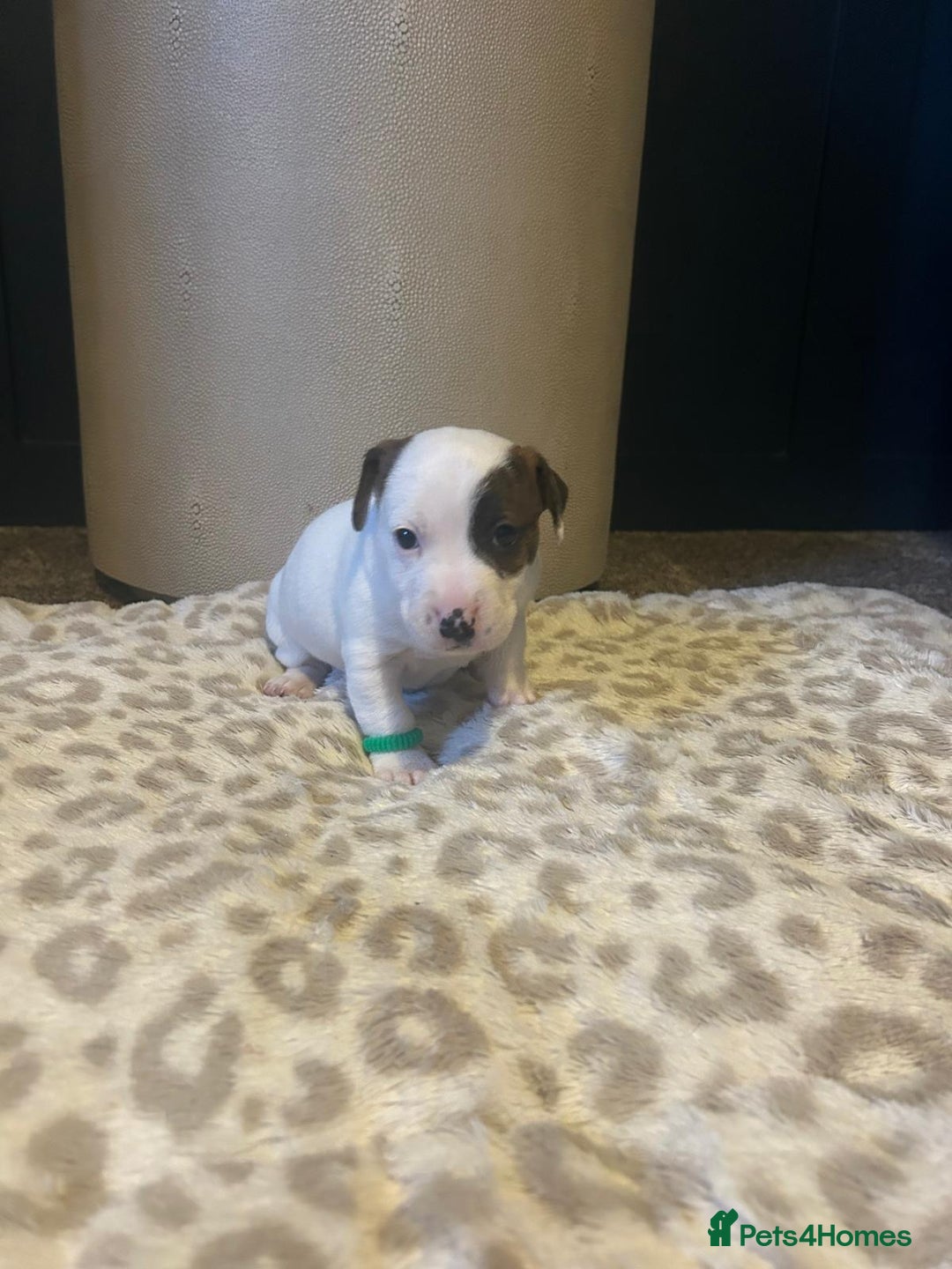 Mixed Breed dogs for sale: Jackastaff - Advert 7