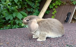 Mini Lop rabbits for sale: Pure bred mini lop baby - Image 5