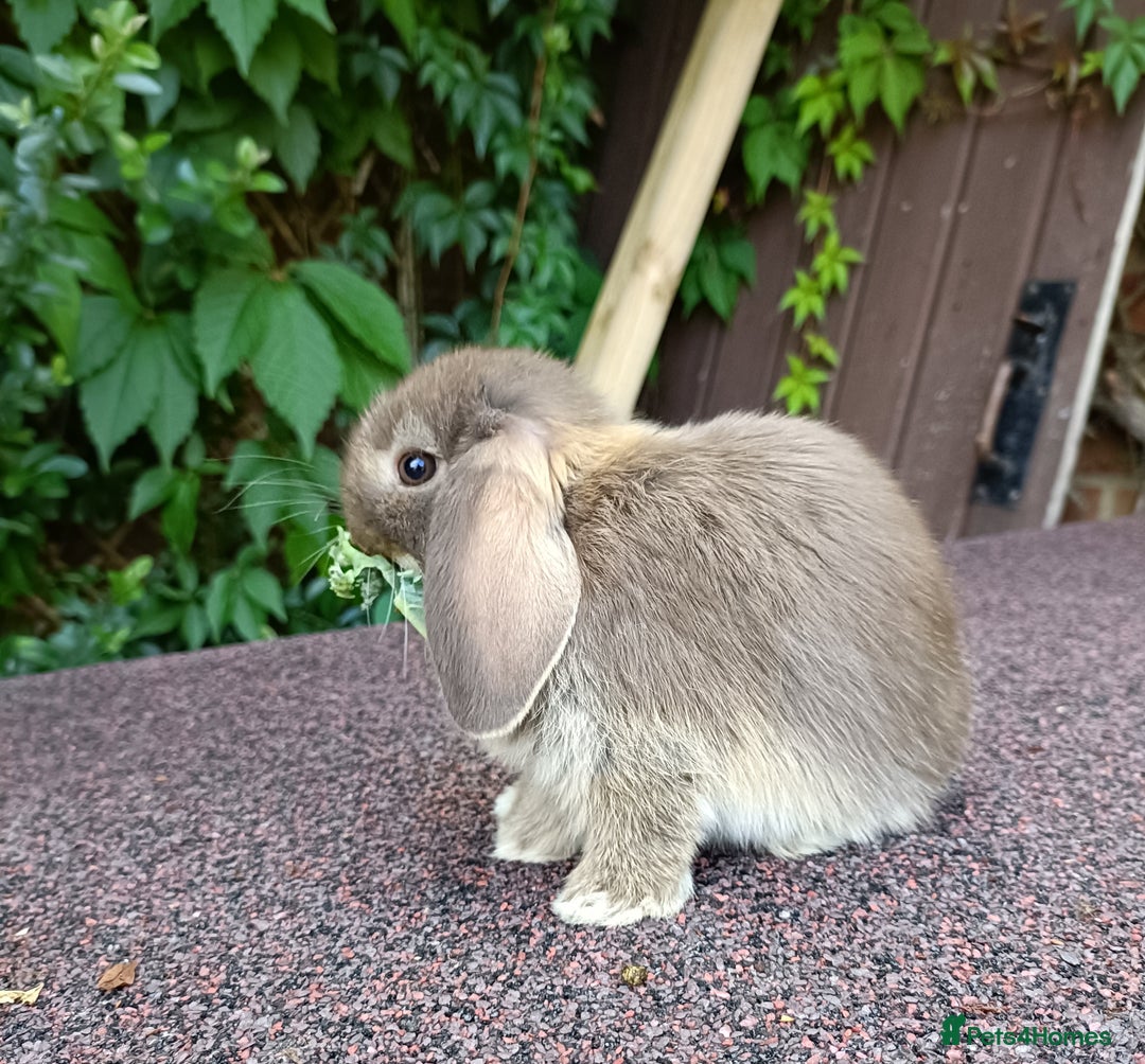 Mini Lop rabbits for sale: Pure bred mini lop baby - Image 5