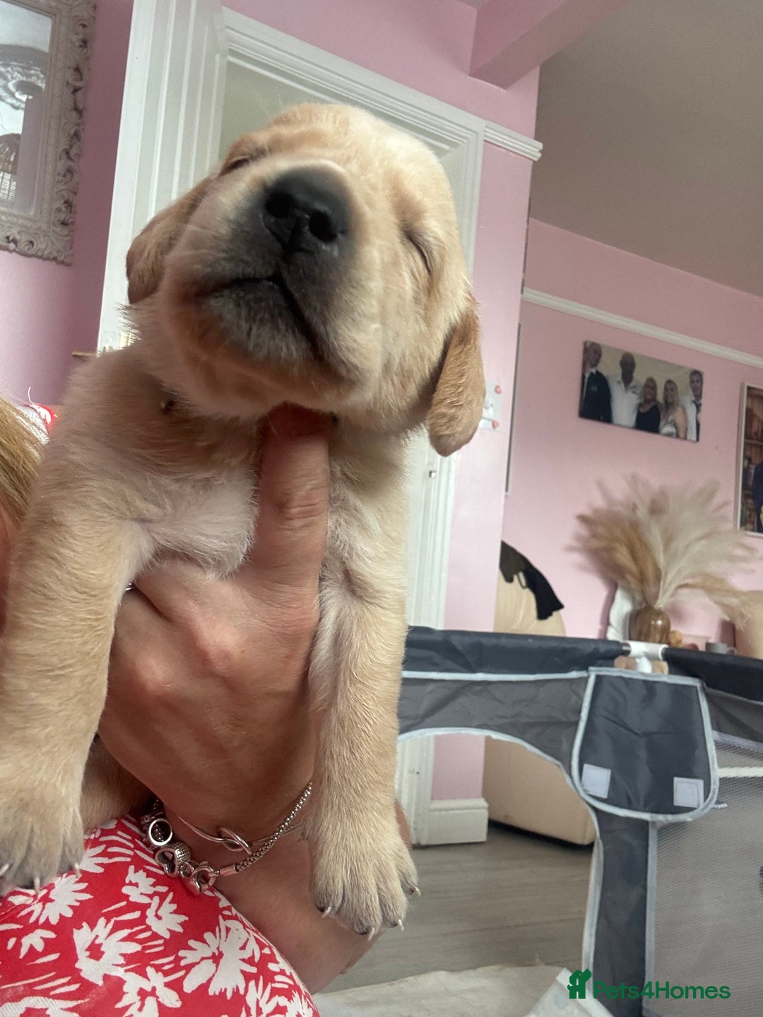 Labrador Retriever dogs for sale: Labrador puppies - Image 2