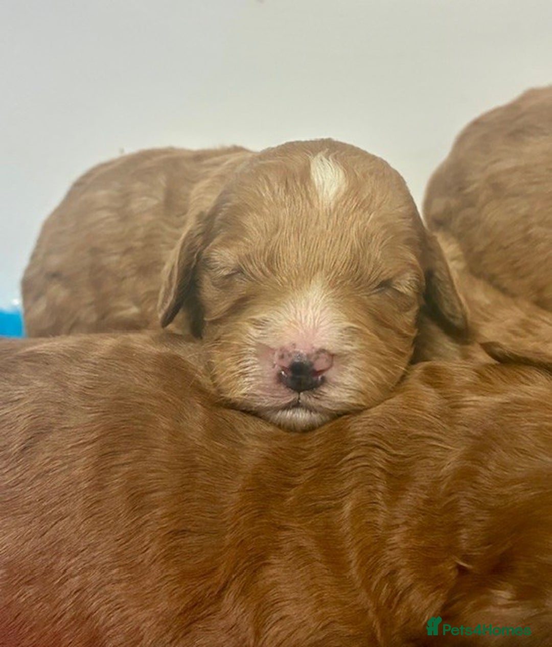 Cockapoo dogs for sale: 🌟 Beautiful F1 Cockapoo puppies 🌟 - Advert 8
