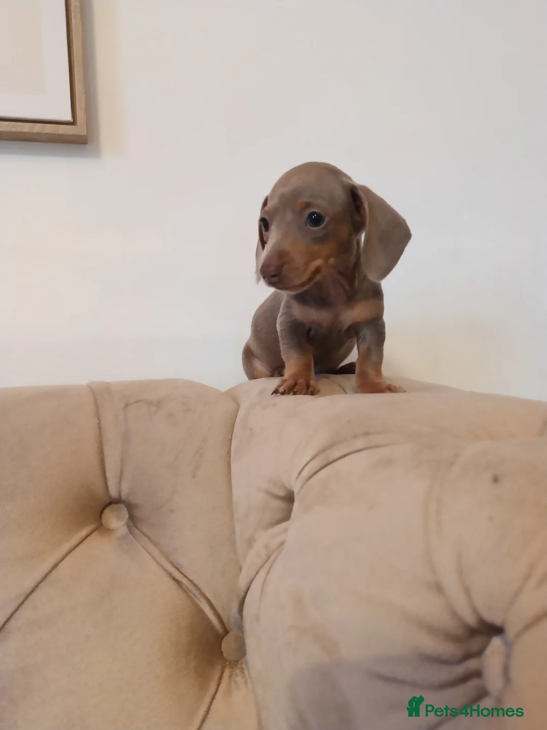 Miniature Dachshund dogs for sale: KC miniature dachshunds  - Advert 27