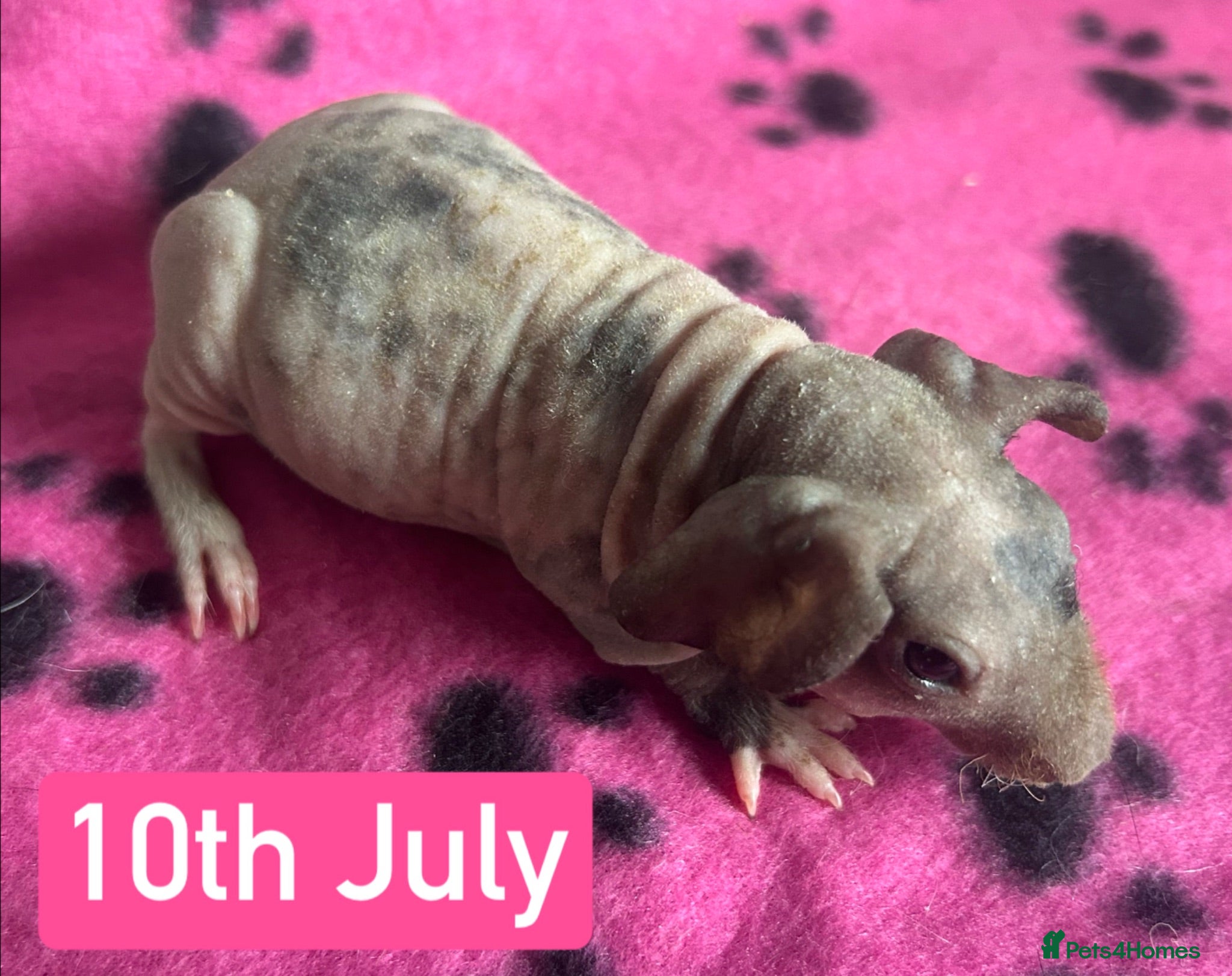 Guinea Pig rodents Skinny Pig Sows  - Advert 4