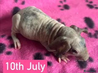 Guinea Pig rodents Skinny Pig Sows - Advert 4