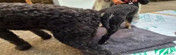 Saint Berdoodle dogs for sale: Mini Saint Bernadoodles  - Advert 4