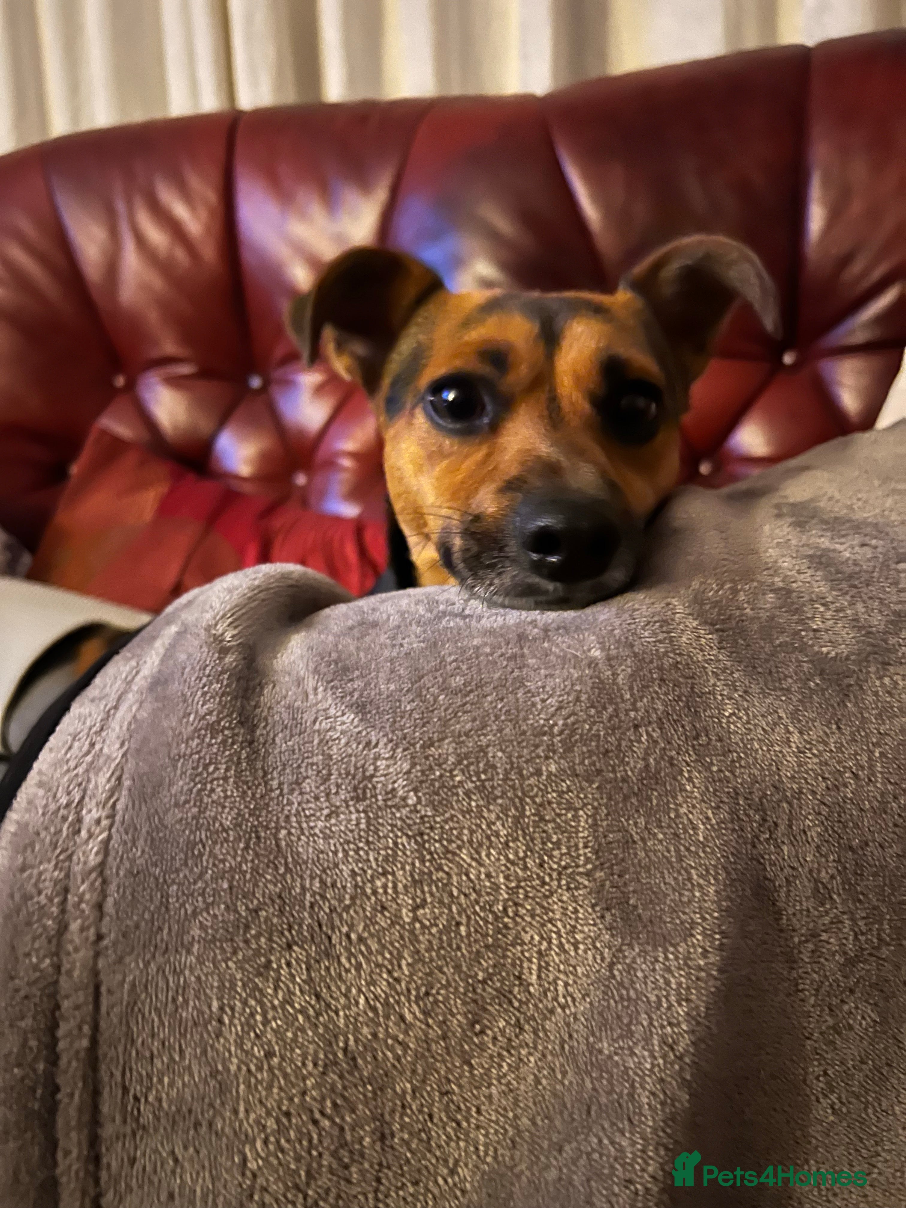 Jack Russell dogs TED the Jack Russell for STUD - Advert 9