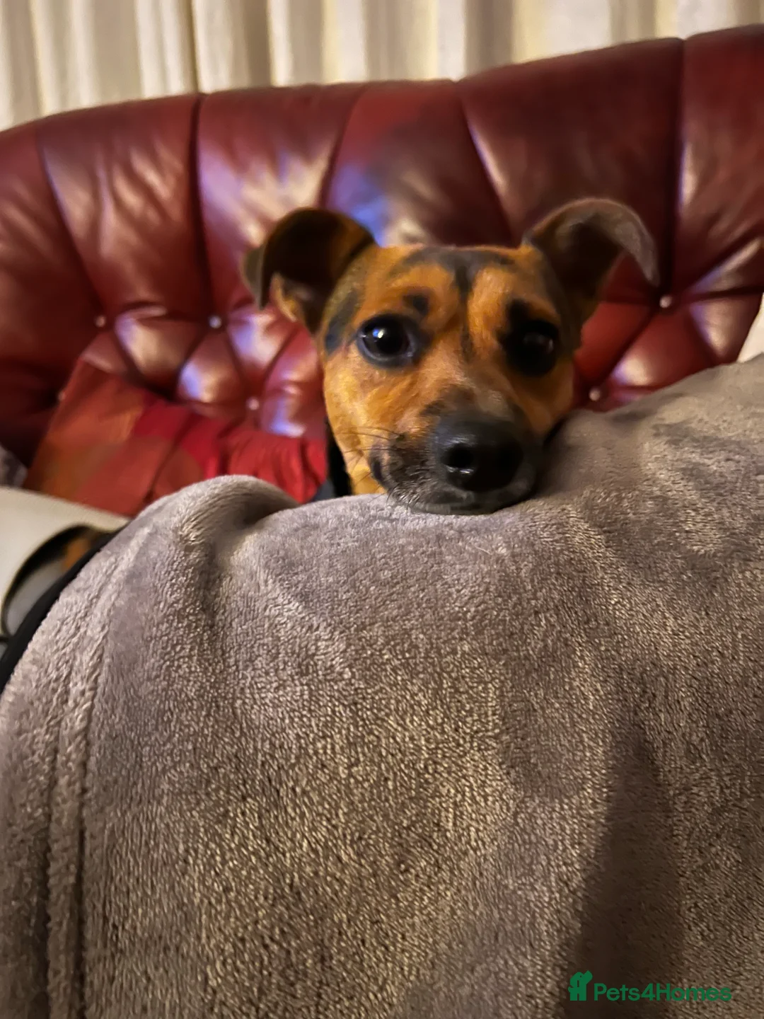 Jack Russell dogs for stud: TED the Jack Russell for STUD in Middlewich - Advert 2