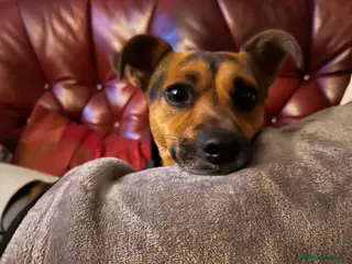 Jack Russell dogs TED the Jack Russell for STUD - Advert 9