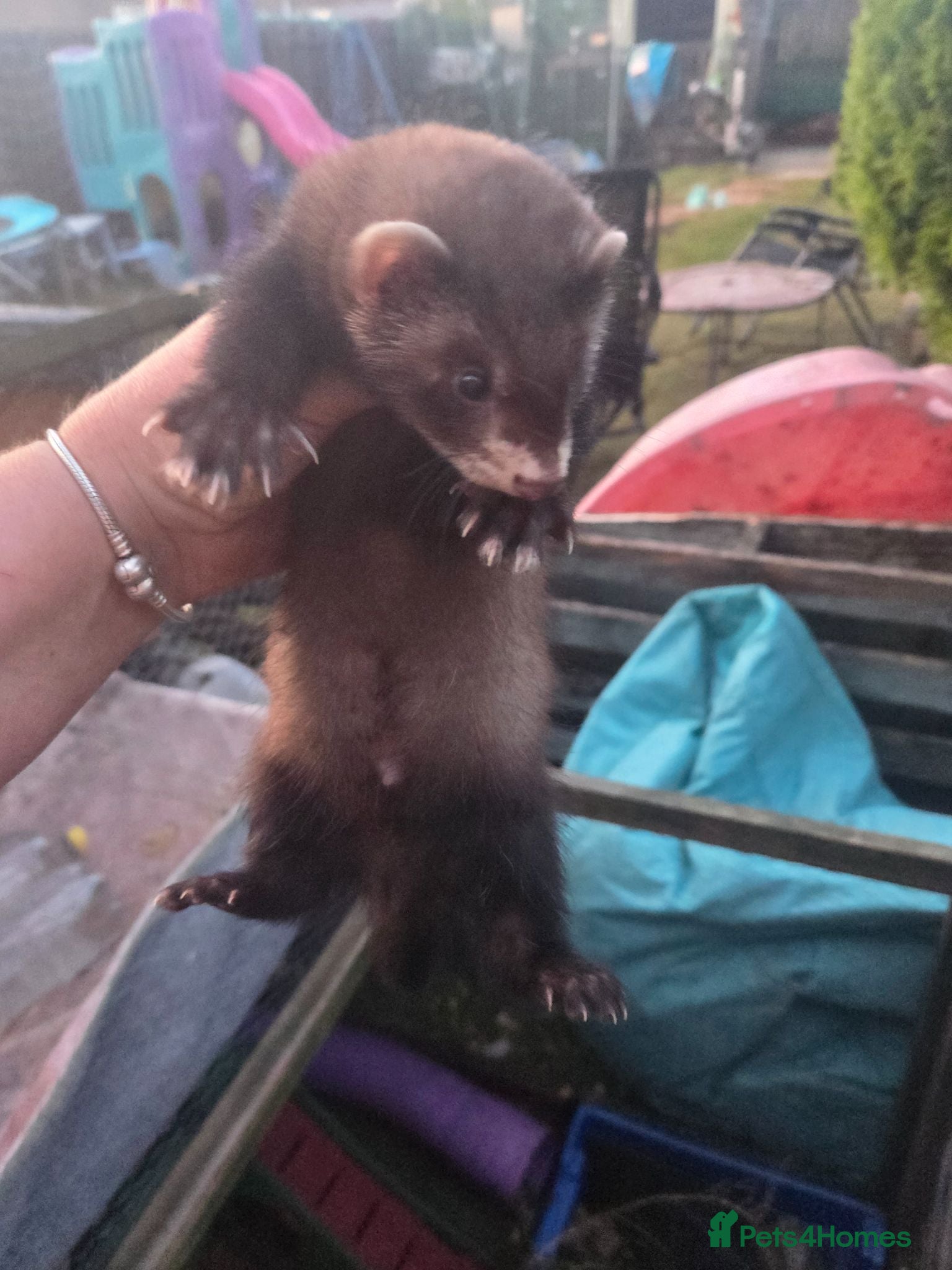 Ferret rodents Ferret kits  - Advert 8