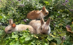 Netherland Dwarf rabbits for sale: SHOW QUALITY PURE BRED NETHERLAND DWARF - Image 1