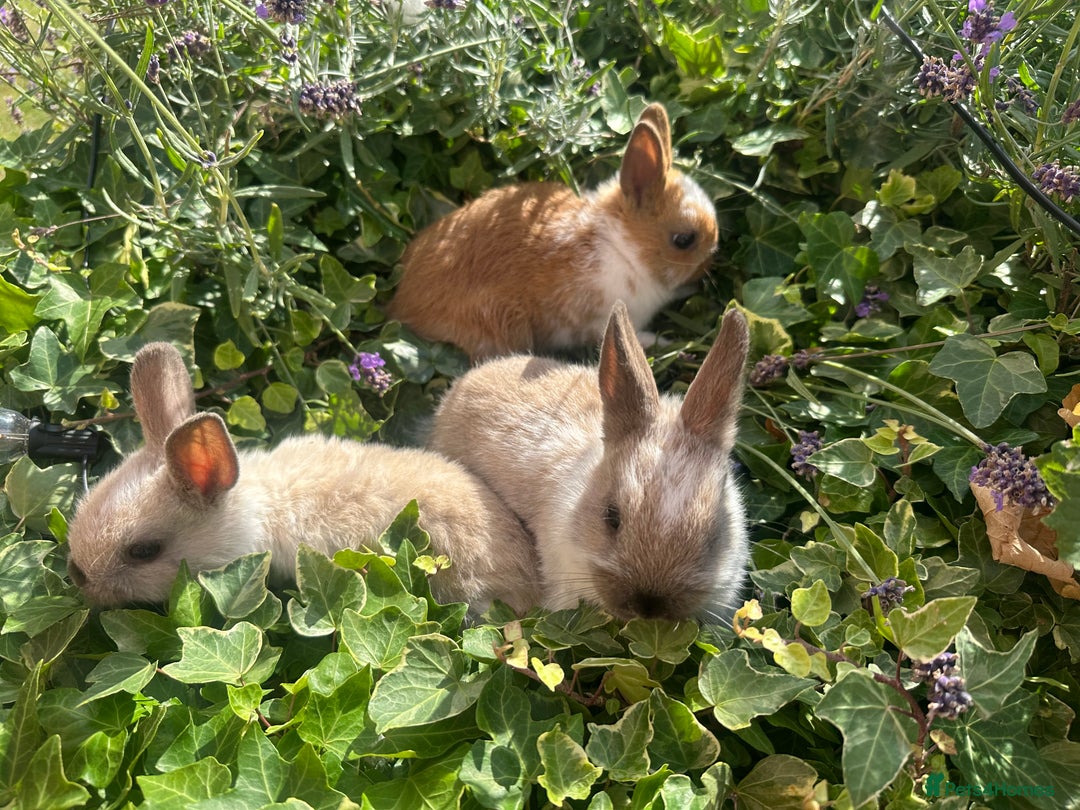 Netherland Dwarf rabbits for sale: SHOW QUALITY PURE BRED NETHERLAND DWARF - Image 1
