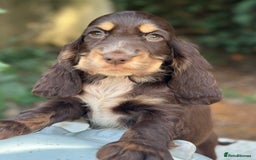 Cocker Spaniel dogs for sale: Stunning show cocker spaniels  - Image 11