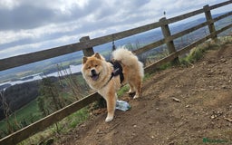 Chow Chow dogs for sale: Chow chow puppies - Advert 1