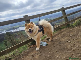 Chow Chow dogs Chow chow puppies - Advert 5