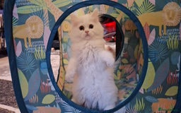 Mixed Breed cats for sale: Two Adorable Pure White Persian x Ragdoll Kittens - Image 5