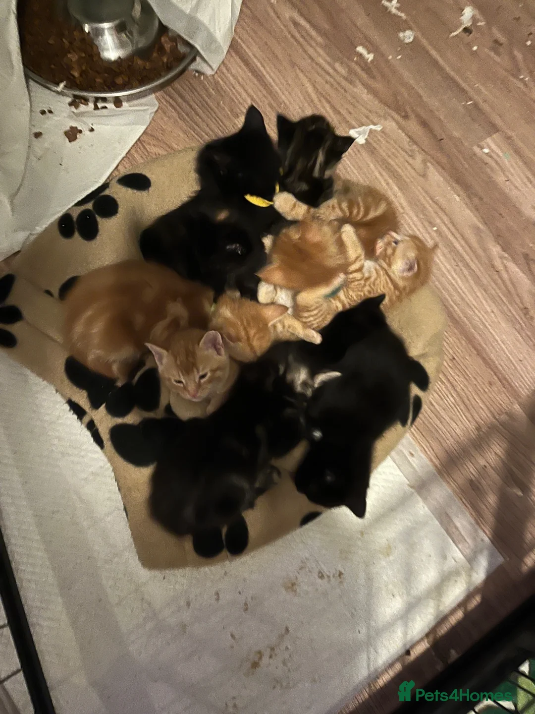 Mixed Breed cats for sale: Mixed breed kittens for sale  - Advert 10