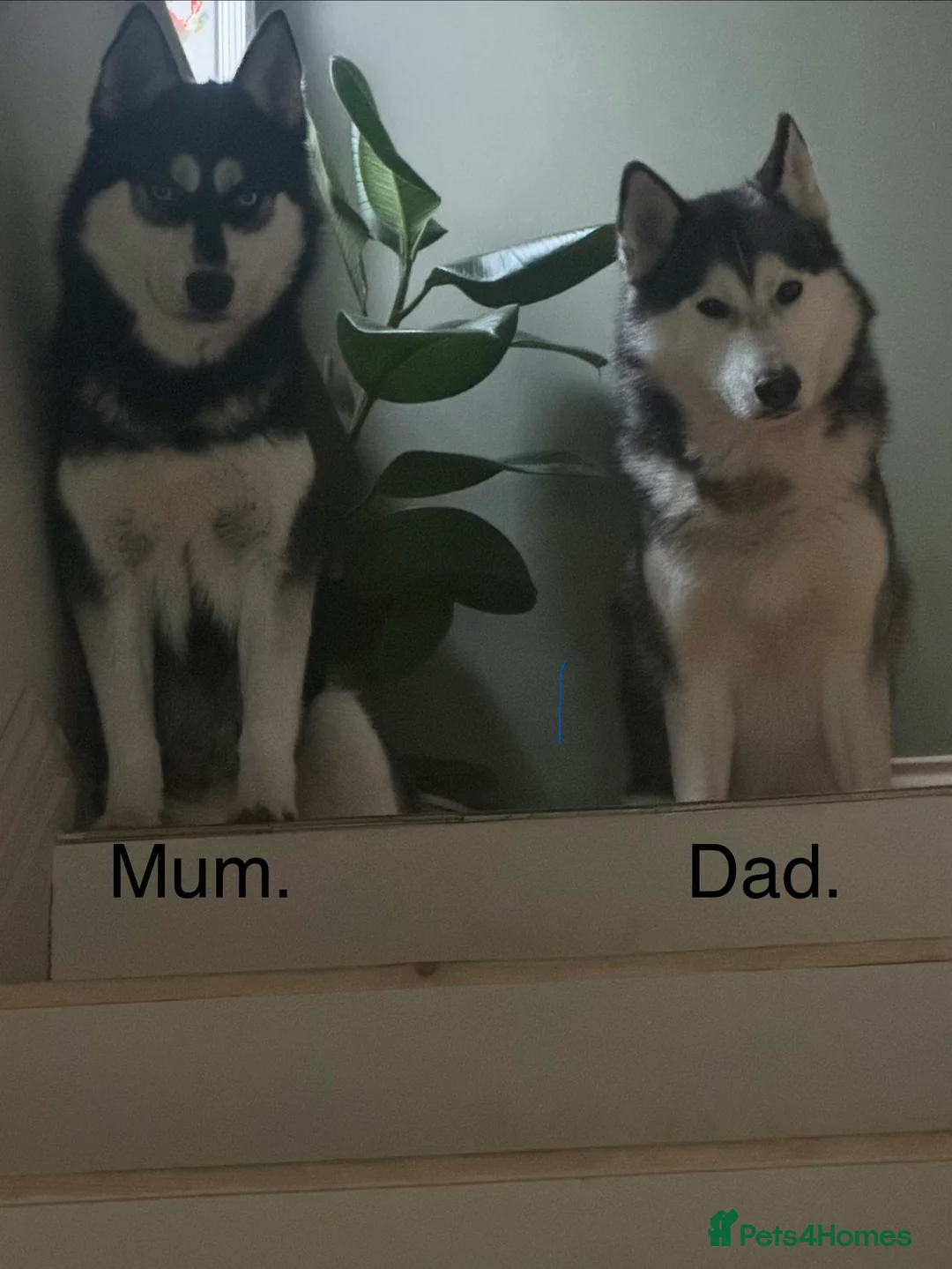 Siberian Husky dogs for sale: Siberian huskies for sale - Advert 3