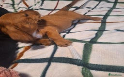 Mixed Breed dogs for sale: Beautiful dachshund mix puppies  - Image 3