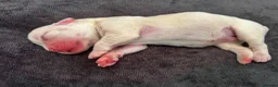French Bulldog dogs for sale: Gorgeous Visual Fluffy French Bulldog Puppies - Advert 8