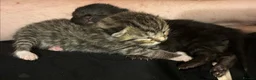 Domestic Shorthair cats for sale: Four sweet tabby & black kittens for sale - Advert 18