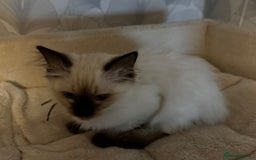 Ragdoll cats for sale: Beautiful seal point Ragdoll  - Image 1