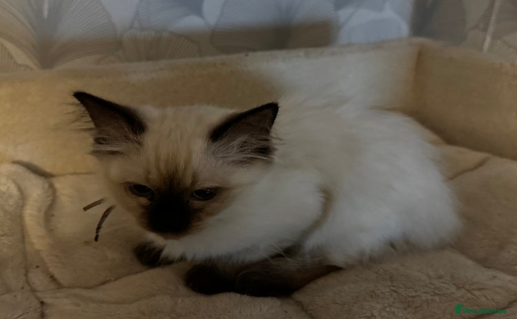 Ragdoll cats - Advert 11