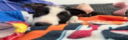Border Collie dogs for sale: Female border collie pup - Advert 4