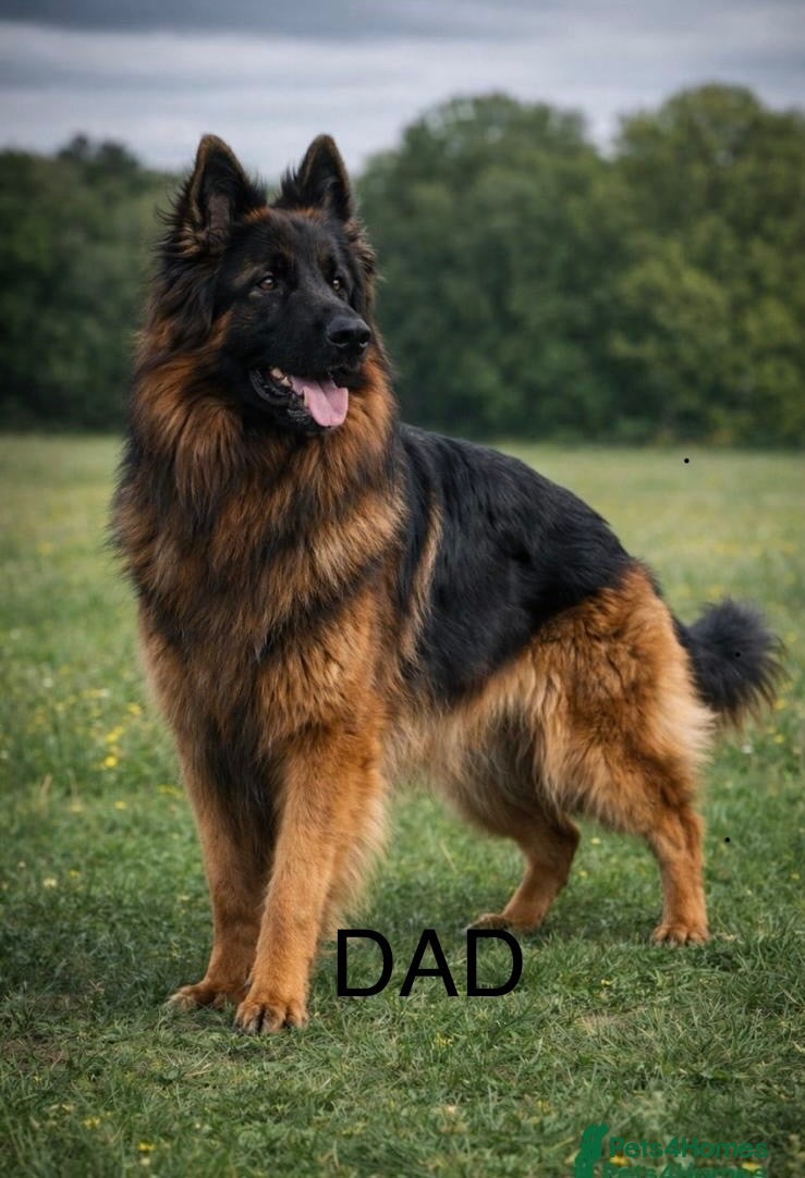 German Shepherd dogs LARGE KC BIG BONE PUPPIES  - Advert 2