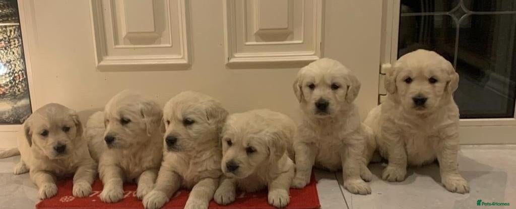Golden Retriever dogs ADORABLE CREAM GOLDEN RETRIEVER PUPPIES £1495 - Advert 1