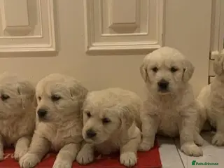 Golden Retriever dogs ADORABLE CREAM GOLDEN RETRIEVER PUPPIES £1495 - Advert 1