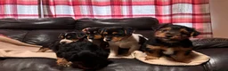 Jack Russell dogs for sale: 🐶 PURE JACK RUSSELL PUPPIES FOR SALE - Advert 11