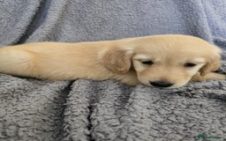 Golden Retriever dogs for sale: Beautiful golden retriever puppies for sale.  - Image 3