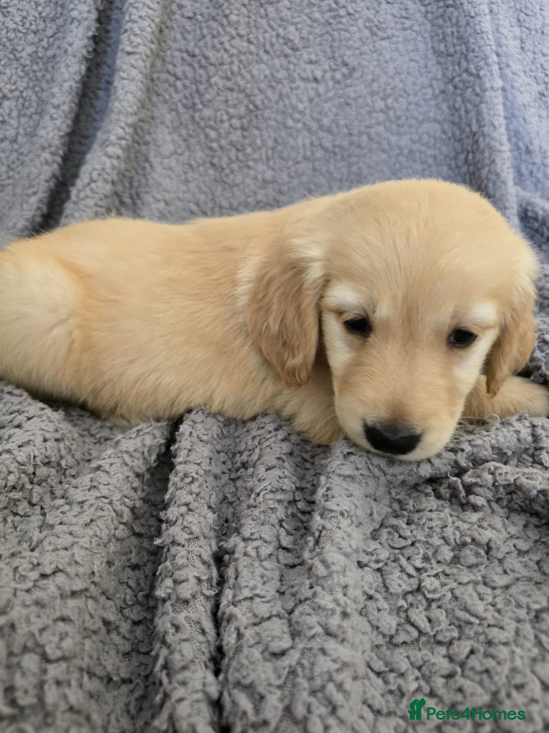 Golden Retriever dogs for sale: Beautiful golden retriever puppies for sale.  - Image 3