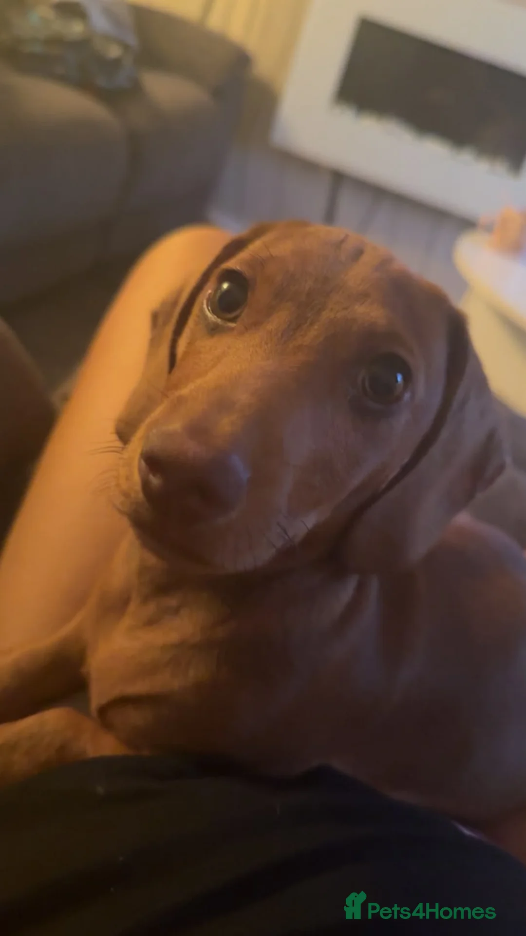 Dachshund dogs for sale: Dog for sale - Advert 2