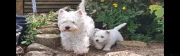 West Highland Terrier dogs for sale: West highland white terrier  - Advert 4