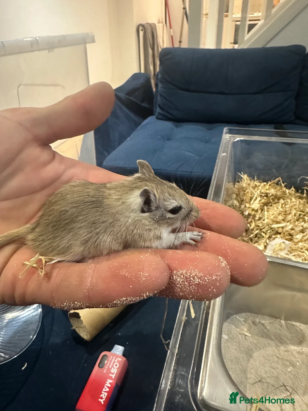 Gerbil rodents for sale: Gerbils in need of a home - Advert 4