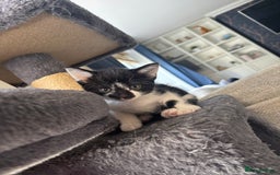 Domestic Shorthair cats for sale: Gorgeous mixed kittens  - Image 5