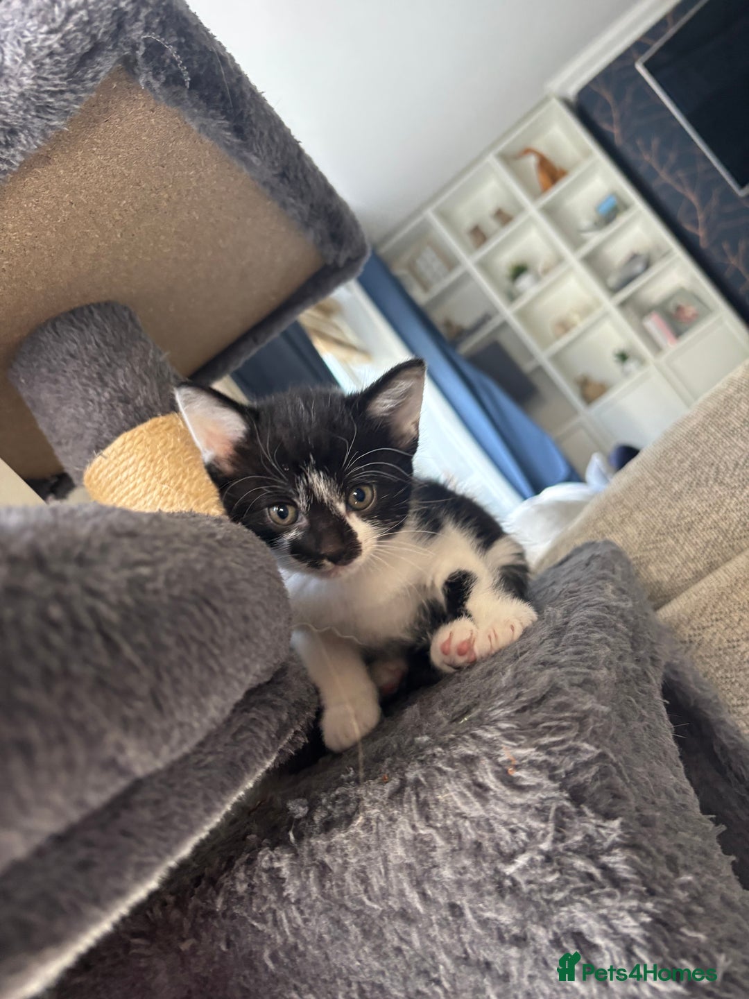 Domestic Shorthair cats for sale: Gorgeous mixed kittens  - Image 5