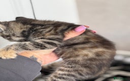 Mixed Breed cats for sale: 3 tabbie kittens looking for their forever homes - Image 6