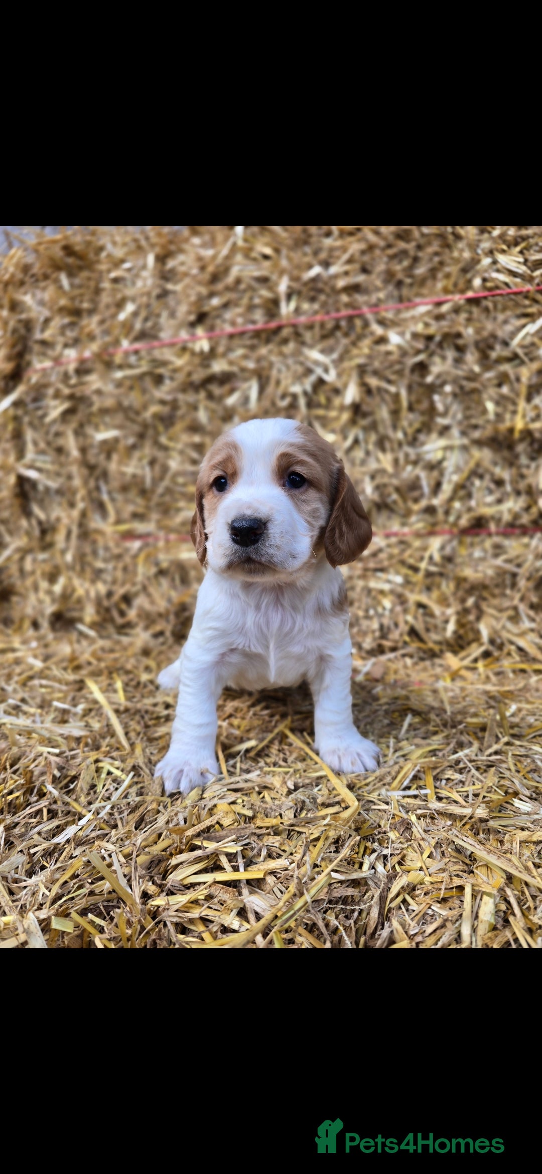 Sprocker dogs for sale: Hendrix the male sprocker available. - Image 26